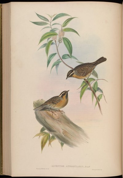 Accentor atrogularis = Prunella atrogularis - John Gould